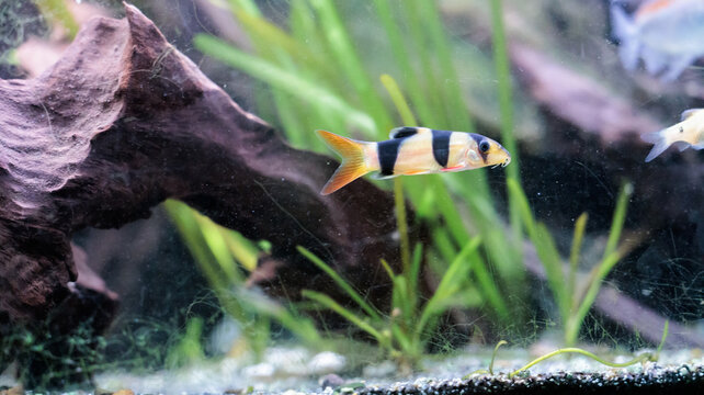 Clown loach (Chromobotia macracanthus) resting on aquarium gravel. Orange
freshwater tropical fish with black bands popular in home aquascaping and
ornamental fishkeeping.