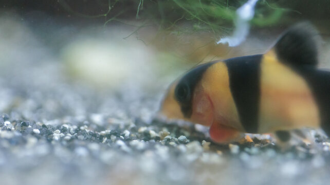 Clown loach (Chromobotia macracanthus) resting on aquarium gravel. Orange
freshwater tropical fish with black bands popular in home aquascaping and
ornamental fishkeeping.