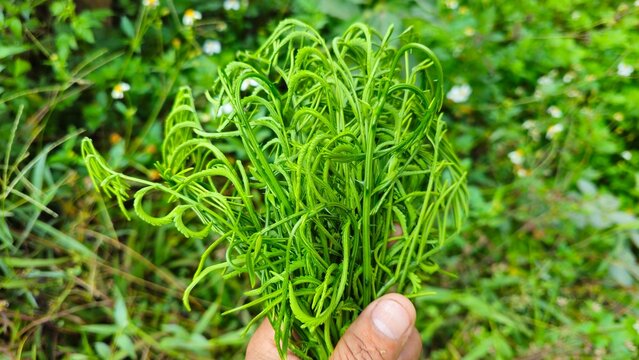 Fresh Cha Om or Acacia Pennata in Hand Organic Tropical Vegetable from Laos. Climbing Wattle. hand holding fresh climbing wattle Senegalia pennata in the garden.