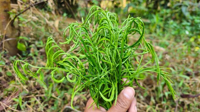 Fresh Cha Om or Acacia Pennata in Hand Organic Tropical Vegetable from Laos. Climbing Wattle. hand holding fresh climbing wattle Senegalia pennata in the garden.