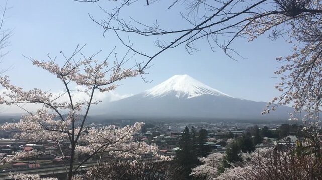 Scenic Mount Fuji with Blooming Pink Cherry Blossoms in Fujiyoshida Japan. Breathtaking spring landscape of snow-capped Mount Fuji framed by beautiful pink sakura cherry blossoms at Arakurayama Sengen