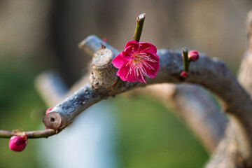 The plum blossoms in full bloom at Meiyuan, Xinzhuang, Minhang District, Shanghai, China.