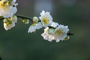 The plum blossoms in full bloom at Meiyuan, Xinzhuang, Minhang District, Shanghai, China.