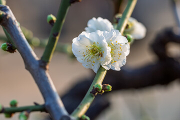 The plum blossoms in full bloom at Meiyuan, Xinzhuang, Minhang District, Shanghai, China.