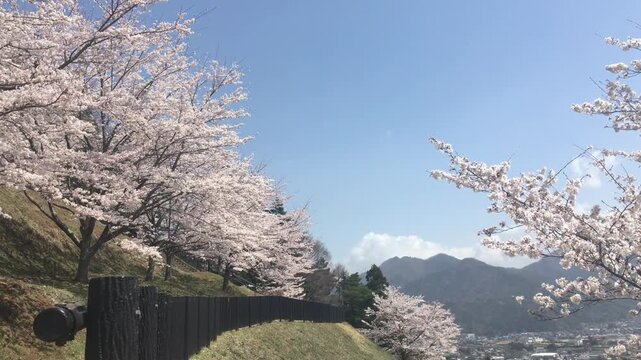 Mount Fuji View with Blooming Cherry Blossoms at Arakurayama Sengen Park. Scenic spring landscape of snow-capped Mount Fuji framed by pink sakura trees and a traditional stone wall in Fujiyoshida