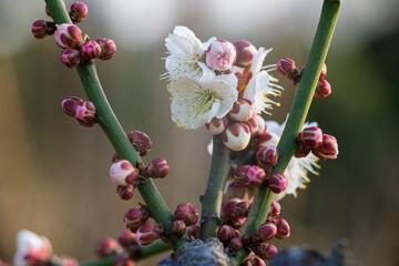 The plum blossoms in full bloom at Meiyuan, Xinzhuang, Minhang District, Shanghai, China.