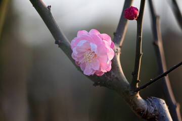 The plum blossoms in full bloom at Meiyuan, Xinzhuang, Minhang District, Shanghai, China.