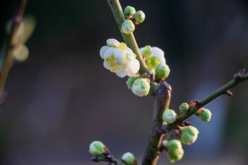 The plum blossoms in full bloom at Meiyuan, Xinzhuang, Minhang District, Shanghai, China.