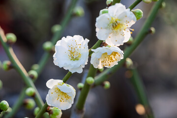 The plum blossoms in full bloom at Meiyuan, Xinzhuang, Minhang District, Shanghai, China.