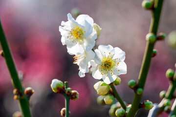 The plum blossoms in full bloom at Meiyuan, Xinzhuang, Minhang District, Shanghai, China.