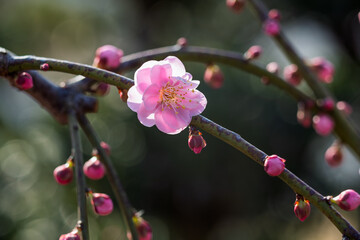 The plum blossoms in full bloom at Meiyuan, Xinzhuang, Minhang District, Shanghai, China.
