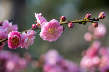 The plum blossoms in full bloom at Meiyuan, Xinzhuang, Minhang District, Shanghai, China.