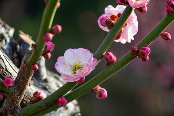 The plum blossoms in full bloom at Meiyuan, Xinzhuang, Minhang District, Shanghai, China.