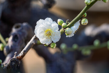 The plum blossoms in full bloom at Meiyuan, Xinzhuang, Minhang District, Shanghai, China.