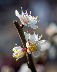 The plum blossoms in full bloom at Meiyuan, Xinzhuang, Minhang District, Shanghai, China.
