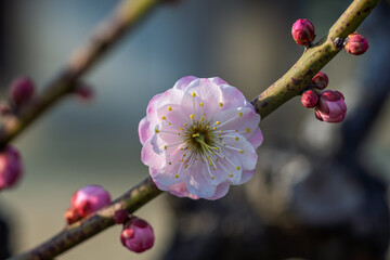 The plum blossoms in full bloom at Meiyuan, Xinzhuang, Minhang District, Shanghai, China.