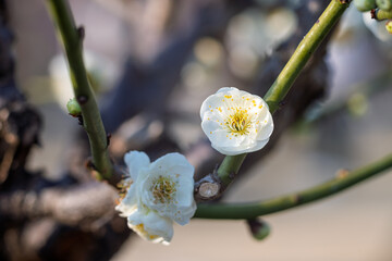 The plum blossoms in full bloom at Meiyuan, Xinzhuang, Minhang District, Shanghai, China.