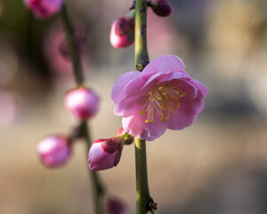 The plum blossoms in full bloom at Meiyuan, Xinzhuang, Minhang District, Shanghai, China.