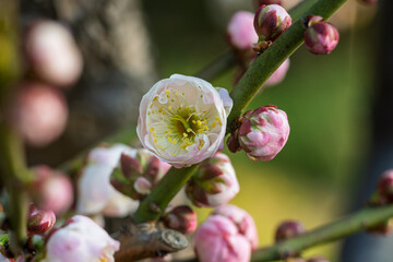 The plum blossoms in full bloom at Meiyuan, Xinzhuang, Minhang District, Shanghai, China.