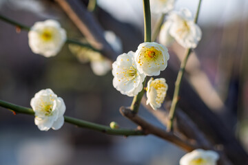 The plum blossoms in full bloom at Meiyuan, Xinzhuang, Minhang District, Shanghai, China.