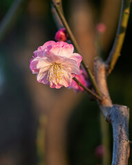 The plum blossoms in full bloom at Meiyuan, Xinzhuang, Minhang District, Shanghai, China.