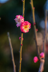 The plum blossoms in full bloom at Meiyuan, Xinzhuang, Minhang District, Shanghai, China.