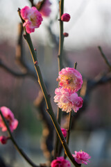 The plum blossoms in full bloom at Meiyuan, Xinzhuang, Minhang District, Shanghai, China.