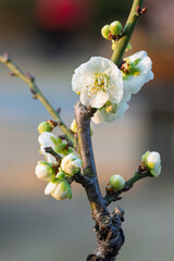 The plum blossoms in full bloom at Meiyuan, Xinzhuang, Minhang District, Shanghai, China.