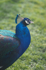 Fototapeta premium Peacock displays bright feathers in a grassy area