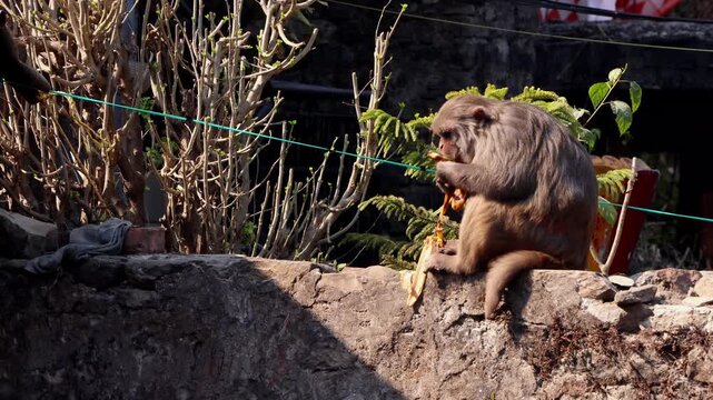 Urban rhesus monkey feeding behavior winter india. Real time wildlife footage of rhesus macaque (macaca mulatta) eating banana while sitting on wall during winter daytime in himachal pradesh.