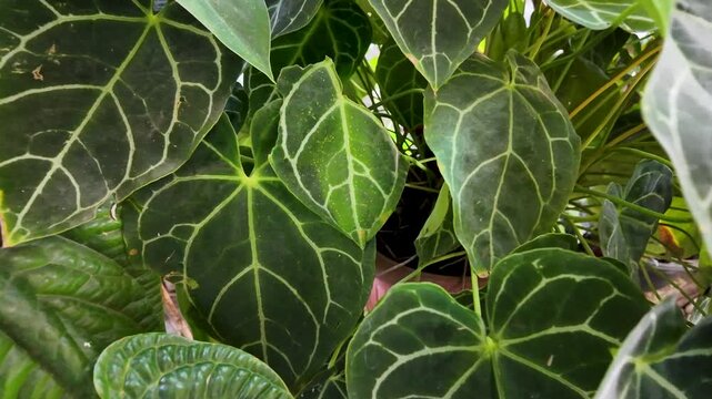 Zoom In Anthurium Crystallinum Leaves