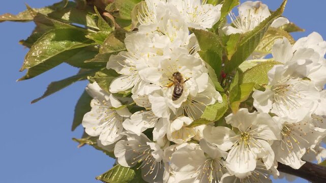 Close up of a honey bee perched on a flower of a flowering tree apricot bee collecting nectar pollen on a spring Sunny day slow motion.