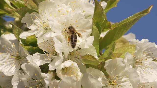 Honey bee flying from flower to flower, collecting nectar and pollen, slowmotionBees pollinating plants