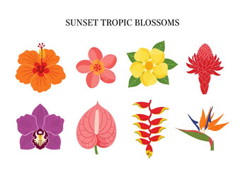 Beautiful collection of tropical flowers and blossoms in vibrant colors, perfect for summer and nature themes