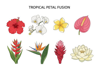Collection of colorful tropical exotic flowers including hibiscus, orchid, plumeria, anthurium, heliconia, bird of paradise, ginger, and lotus