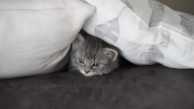 Cute little tabby kitten cat play hiding under fur blanket, slow moiton