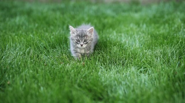 Little tabby cat having fun running on green meadow in sunny summer day, cinematic slow motion shot