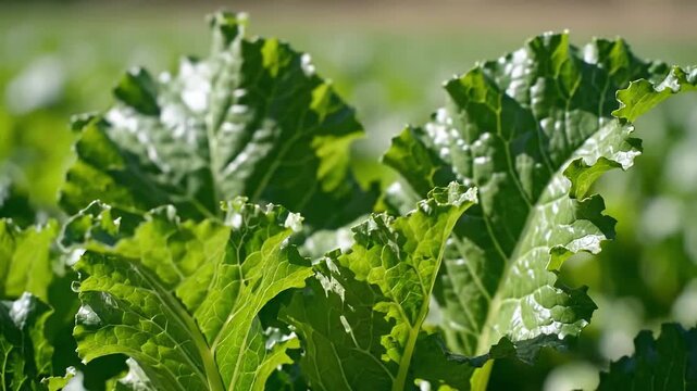 Closeup shot of vibrant green rhubarb leaves with ruffled edges glistening in the sunlight showcasing the texture and natural beauty of the plant in a garden setting.