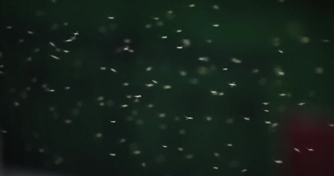 Swarm of mosquitoes on the river bank, slow motion
