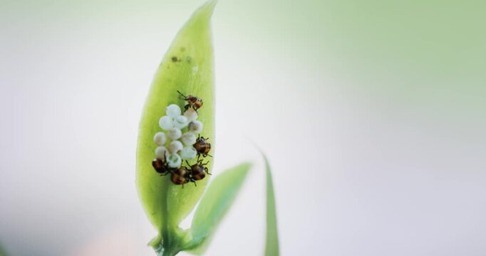 Stink bug of the Genus Antiteuchus protecting eggs with selective focus