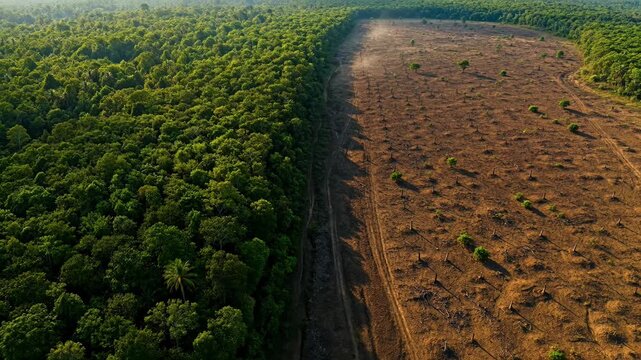 Aerial View Contrasting Lush Green Rainforest Next to Deforested Brown Land with Tree Stumps