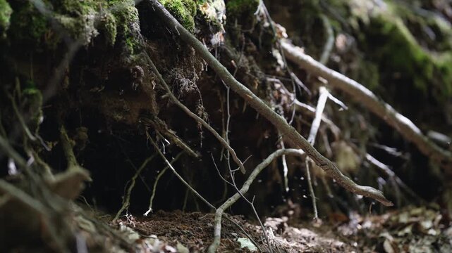 A swarm of insects flying on forest tree roots and cave. Air full of young insects flying in slow motion