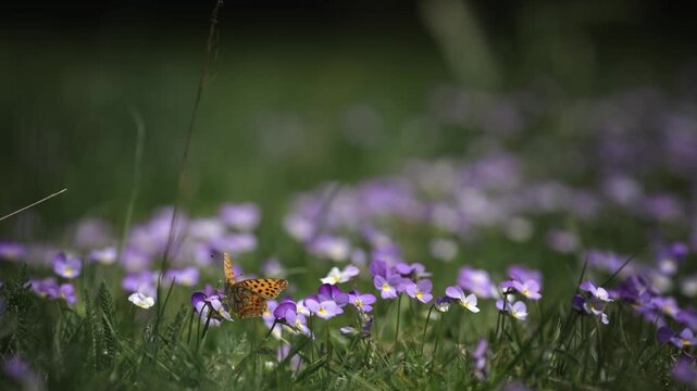 Closeup of Queen butterfly spain fritillary collecting nectar on spring blooming flowers on mountain meadow, cinematic selective focus