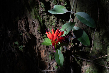 Vivid Red Tropical Flower Blooming on Mossy Tree Bark in Dark Forest