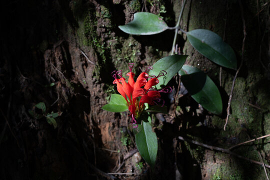 Vivid Red Tropical Flower Blooming on Mossy Tree Bark in Dark Forest