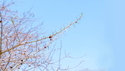 Acacia spiky branch against blue sky