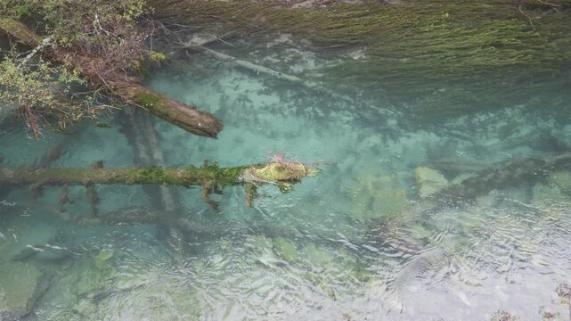 The clear and transparent stream flows with fallen woods in it. Beautiful landscape of Jiuzhaigou National Park in autumn in Sichuan Province China. 4K slow motion footage travel concept.