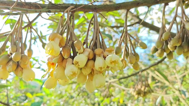 Buds of durian flowers is growing up on durian tree. King of fruits