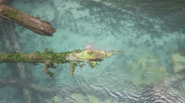 The clear and transparent stream flows with fallen woods in it. Beautiful landscape of Jiuzhaigou National Park in autumn in Sichuan Province China. 4K slow motion footage travel concept.
