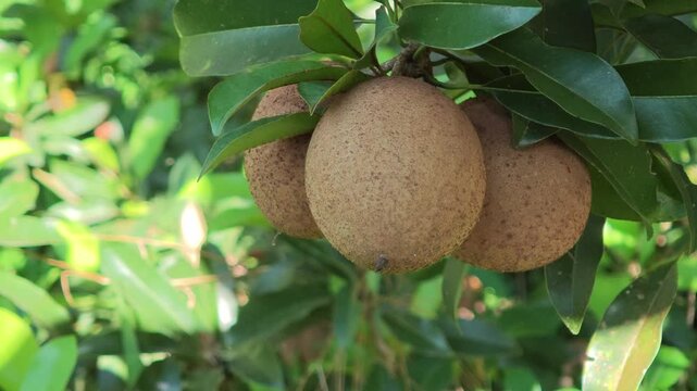 Sapodilla fruit on the sapodilla tree plant , Sapodilla plum in the garden fruit .